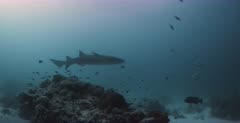 Tracking shot of a  Nurse Sharks swimming over the reef and sand.