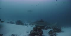 A Nurse Sharks with its pilot fish in front of it swim past the camera.