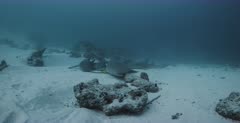 A Medium wide shot of Four Nurse Sharks resting on the sea sand. Note the juvenile.