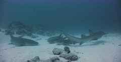 A medium wide shot of three Nurse Sharks resting on the sea sand while one swims away.