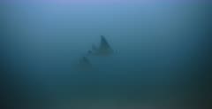 Two Mobula Rays glide past the camera and their cleaning station, in very poor water visibility.
