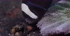 A close up of  hundreds of eggs being taken care of by the female Saddleback clown fish.
