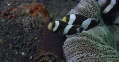 A close up of  hundreds eggs being protected by two male and a female Saddleback clown fish.
