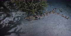 A close Up shot of a Walking, Epaulette shark at night time walking on the sea bed towards the coral reef.