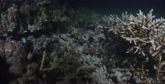A wide shot of the face of a Walking, Epaulette shark in the center of the screen, at night time,hiding in the broken coral.