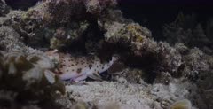 A Close up shot of a Walking, Epaulette shark, at night time, hiding in the broken coral Note its male Claspers.