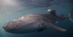 Whale Sharks, divers and snorkelers at an encounter.