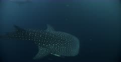 A diver watches two Whale Sharks pass by.