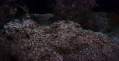 A close up shot of a Tassled Wobbegong Shark swimming in front of the camera