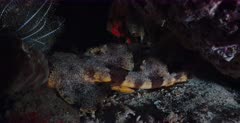 A close up of a male Ornate Wobbegong with its head in an overhang and its swaying tail visible.