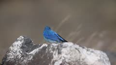 Male Mountain Bluebird (Sialia currucoides)