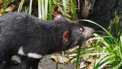 close up of a Tasmanian devil sniffing the air