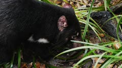 close up of a tasmanian devil eating