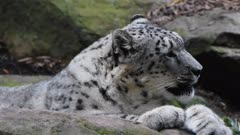 close up of a snow leopard resting
