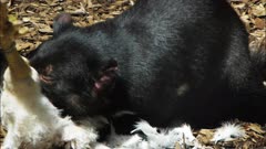 a tasmanian devil eating a chicken carcass