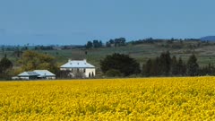 a field of canola in flower and an old house in the midlands of tasmania