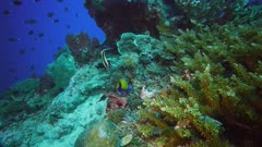 a moorish idol and two angel fish feed on a coral reef in png