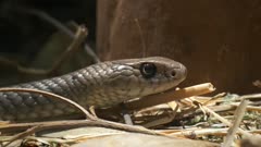 close up of an eastern brown snake with its head raised and tongue flicking-this snake is considered the world's second most venomous land snake