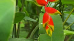 close up of a beautiful heliconia flower growing in a garden