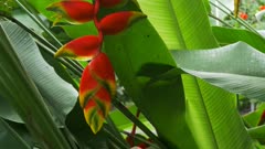 close up of a tropical heliconia flower