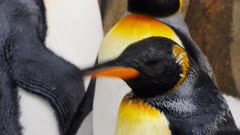 a king penguin shakes its head