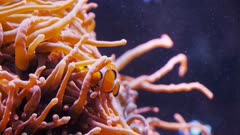 an orange clownfish hides among the tentacles of its anemone