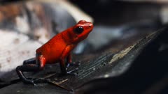 close up of a green and black poison dart frog  ( Dendrobates auratus) on a rock
