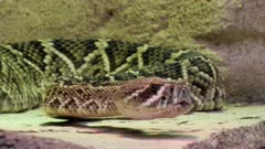 close up of a diamondback rattlesnake flicking its tongue