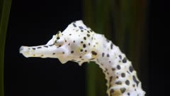 extreme close up of a big bellied seahorse