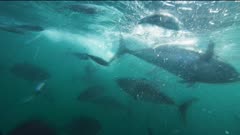 an underwater view of  farmed blue-fin tuna being fed