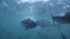feeding frenzy of farmed bluefin tuna