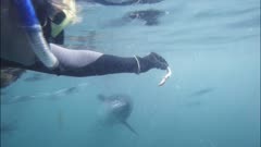 a tourist hand feeds a farmed bluefin tuna