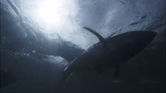 underwater shot of farmed blue-fin tuna feeding