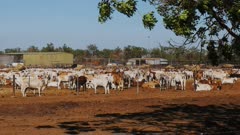 large herd of australian brahman beef cattle are held at a cattle yard before being exported to indonesia or elsewhere in asia