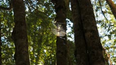 a spider's web high in a tasmanian beech forest is lit by a shaft of sunlight