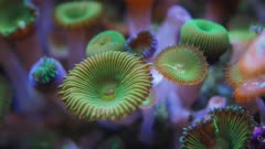 close up of a colony of green zoanthid polyps in an aquarium in hawaii