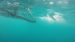 underwater view of netting an australian bonito fish
