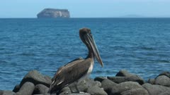 brown pelican on the shore of  isla north seymour in the galalagos islands, ecuador with daphne minor in the distance