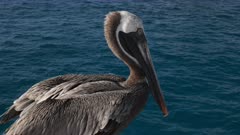 close up of brown pelican perched on a cruise ship near isla san cristobal in the galapagos islands, ecuador