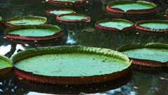 close up of the large circular leaves of a giant amazon waterlily growing in rio de janeiro, brazil