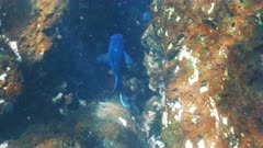 an iridescent blue giant mexican damselfish at isla santa fe in the galapagos islands, ecuador