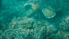 underwater close up of a green sea turtle feeding on seaweed at isla santiago in the galapagos islands, ecuador