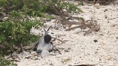 an adult lava gull tends to its nest and egg on isla genovesa in the galalagos islands