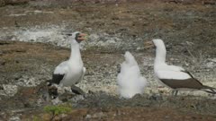 close view of nazca booby parents and chick on isla genovesa in the galalagos islands, ecuador