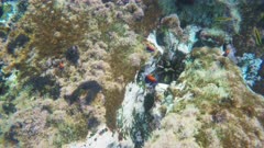 school of ringtail damselfish at kicker rock near isla san cristobal in the galapagos islands, ecuador