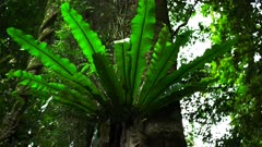 low angle close up of a birds nest fern in a  tree at springbrook national park in the gold coast hinterland