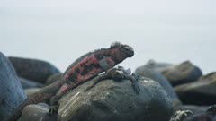 two marine iguanas on a rock at isla espanola in the galapagos islands, ecuador