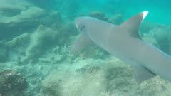 tracking shot of a white-tipped reef shark at isla bartolome in the galapagos islands, ecuador