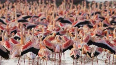 close up of a flock of lesser flamingoes  at lake bogoria in kenya