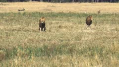 two young male lions in coalition watch a rival in masai mara game reserve, kenya